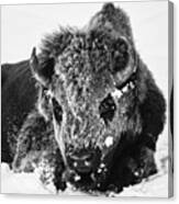 Bison Frost Canvas Print