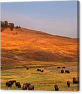 Bison Grazing On Hill At Hayden Valley Canvas Print