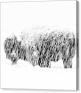 Bison In Painted Snow Canvas Print