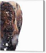 Bison In Yellowstone National Park Canvas Print