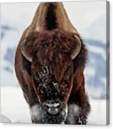 Bison Incoming Canvas Print