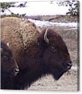 Bison Mother And Calf Canvas Print
