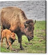 Bison Mother And Her Baby, Yellowstone Canvas Print