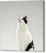 Black And White Cat, Looking Up Canvas Print