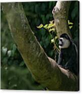 Black And White Colobus Canvas Print