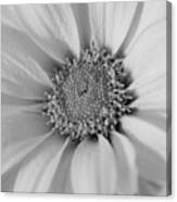 Black And White Daisy Canvas Print