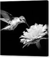 Black And White Hummingbird And Flower Canvas Print