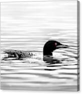 Black And White Loon Canvas Print