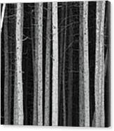 Black And White Pine Tree Trunks Canvas Print