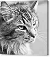 Black And White Portrait Of Pet Cat In Canvas Print