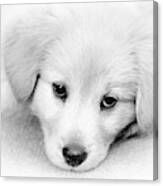 Black And White Puppy Portrait Canvas Print