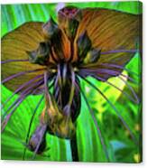 Black Bat Orchid Canvas Print