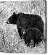 Black Bear Sow With Junior Black And White Canvas Print