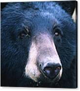 Black Bear Ursus Americanus, United Canvas Print