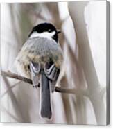 Black Capped Chickadee Canvas Print