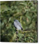 Black-capped Gnatcatcher Canvas Print