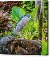 Black-crowned Night Heron Fishing Canvas Print