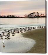 Black Skimmers And Georgia Coast Sunset - Tybee Island Canvas Print