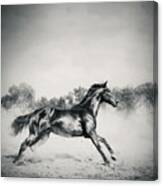 Black Stallion Horse Canvas Print
