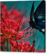 Black Swallowtail And Red Cluster Amaryllis Canvas Print