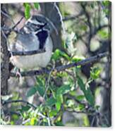 Black-throated Sparrow 4484-101718-1cr Canvas Print