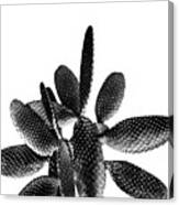 Black White Cactus #1 #plant #decor #art Canvas Print