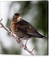 Blackbird With Snow On The Beak Canvas Print