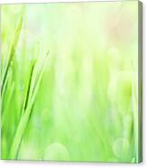 Blades Of Grass With Bokeh Lights In Canvas Print