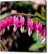 Bleeding Hearts Ii Canvas Print