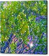 Blooming Desert Bush Canvas Print