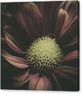 Blossom In The Darkness Canvas Print