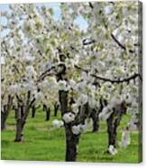 Blossoming Spring Day Canvas Print
