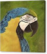Blue And Gold Mccaw Canvas Print