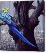 Blue And Yellow Macaw In Burned Forest Canvas Print