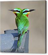 Blue-cheeked Bee-eater Canvas Print