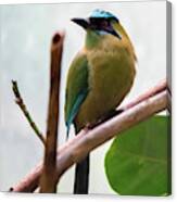 Blue-crowned Motmot Canvas Print