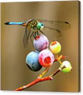 Blue Dasher On Blueberries Canvas Print