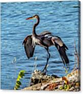 Blue Heron Canvas Print