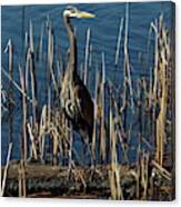 Blue Heron In The Reeds By Alex Lyubar Canvas Print