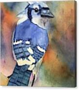 Blue Jay Canvas Print