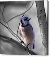 Blue Jay Canvas Print