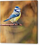 Blue Tit In The Morning Light Canvas Print