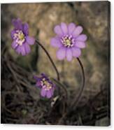 Blue Violet Anemone Flower Growing In A Stone Wall Canvas Print
