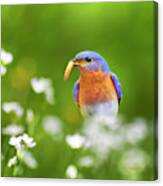 Bluebird With Worm Square Canvas Print