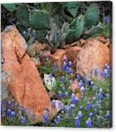 Bluebonnets Among Rocks And Cactus Canvas Print