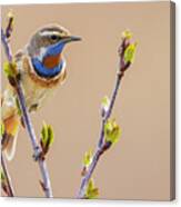 Bluethroat, Checking On His Territory Canvas Print
