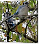 Blule Jays In Autumn Canvas Print