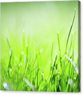 Blurred Nature Canvas Print