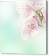 Blurry Close-up Of A Pink Sakura Flower Canvas Print