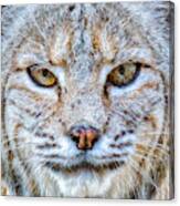 Bobcat Portrait Canvas Print